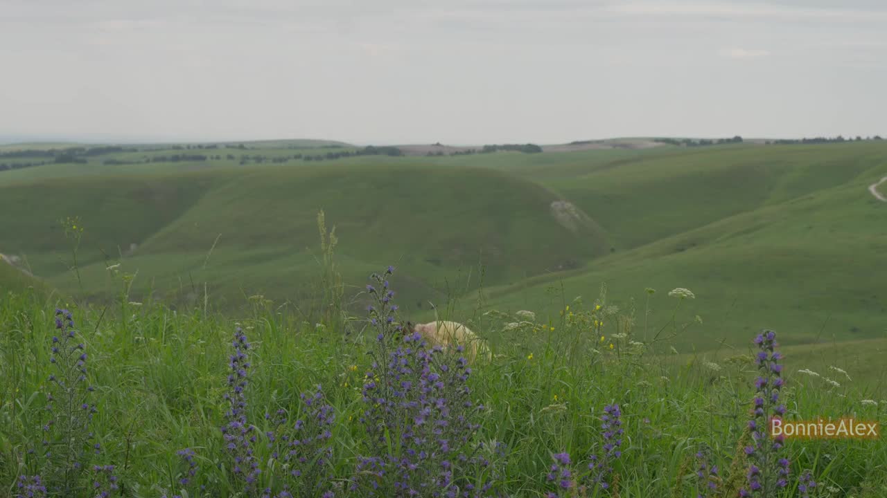 bonniealex - Nature's Love Escapades: Exhilarating Tale of Intimate Adventures in the - ePornhubs